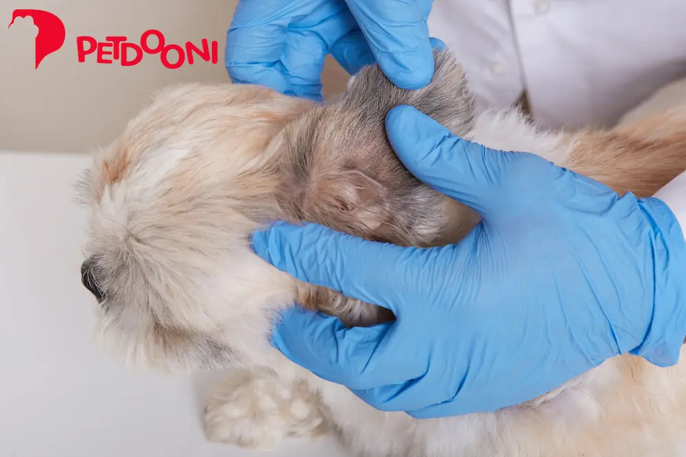 راهنمای کامل پیشگیری از کک و کنه در سگ و گربه | علائم کک و کنه که نباید نادیده بگیرید در پت شاپ آنلاین پت دونی ۱۴۰۴